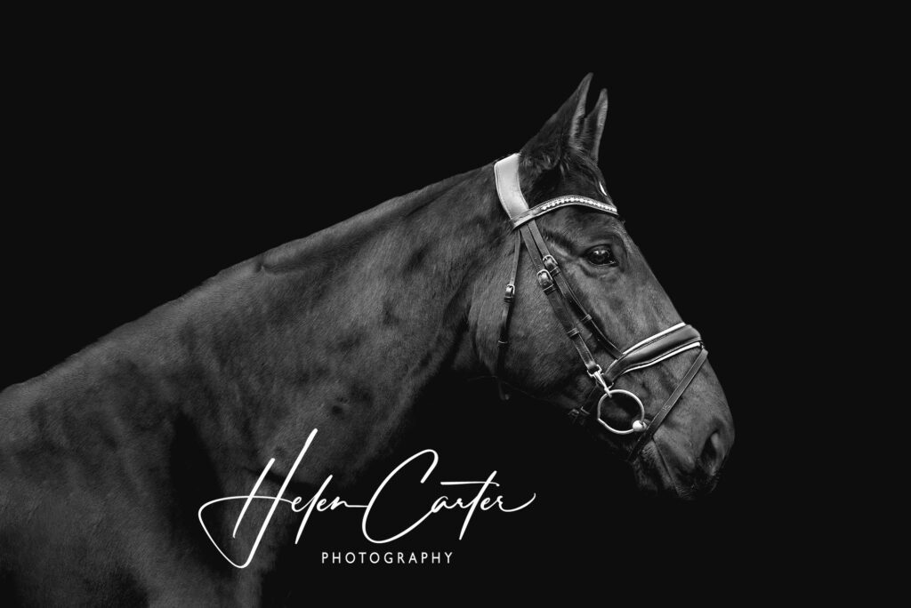 Pet Photography; Horse Photography