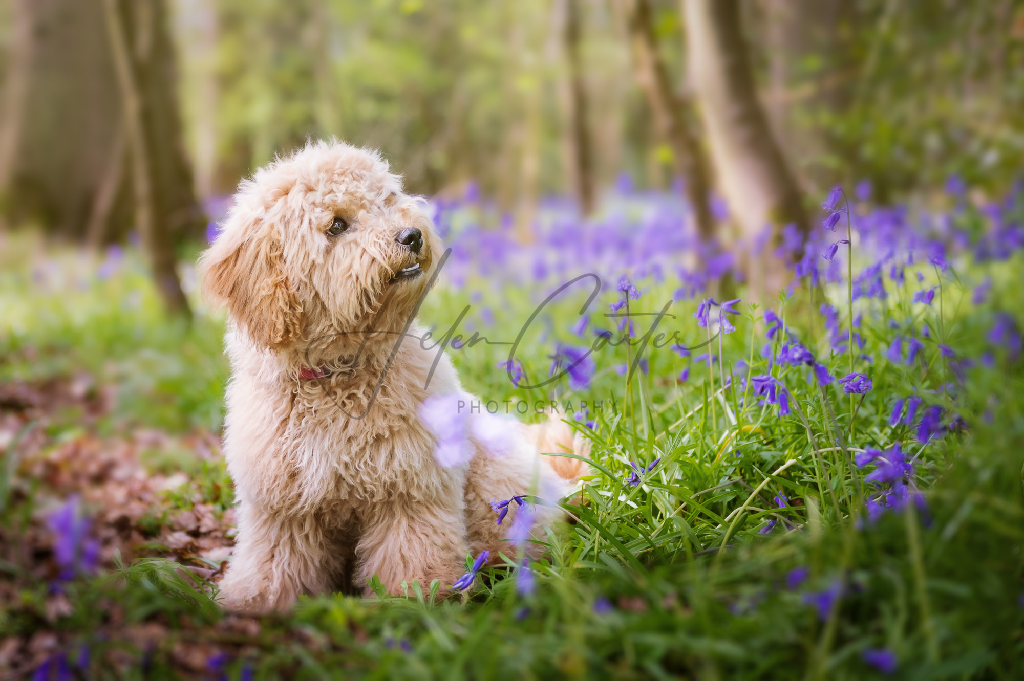 Dog and Puppy Photography Oxfordshire