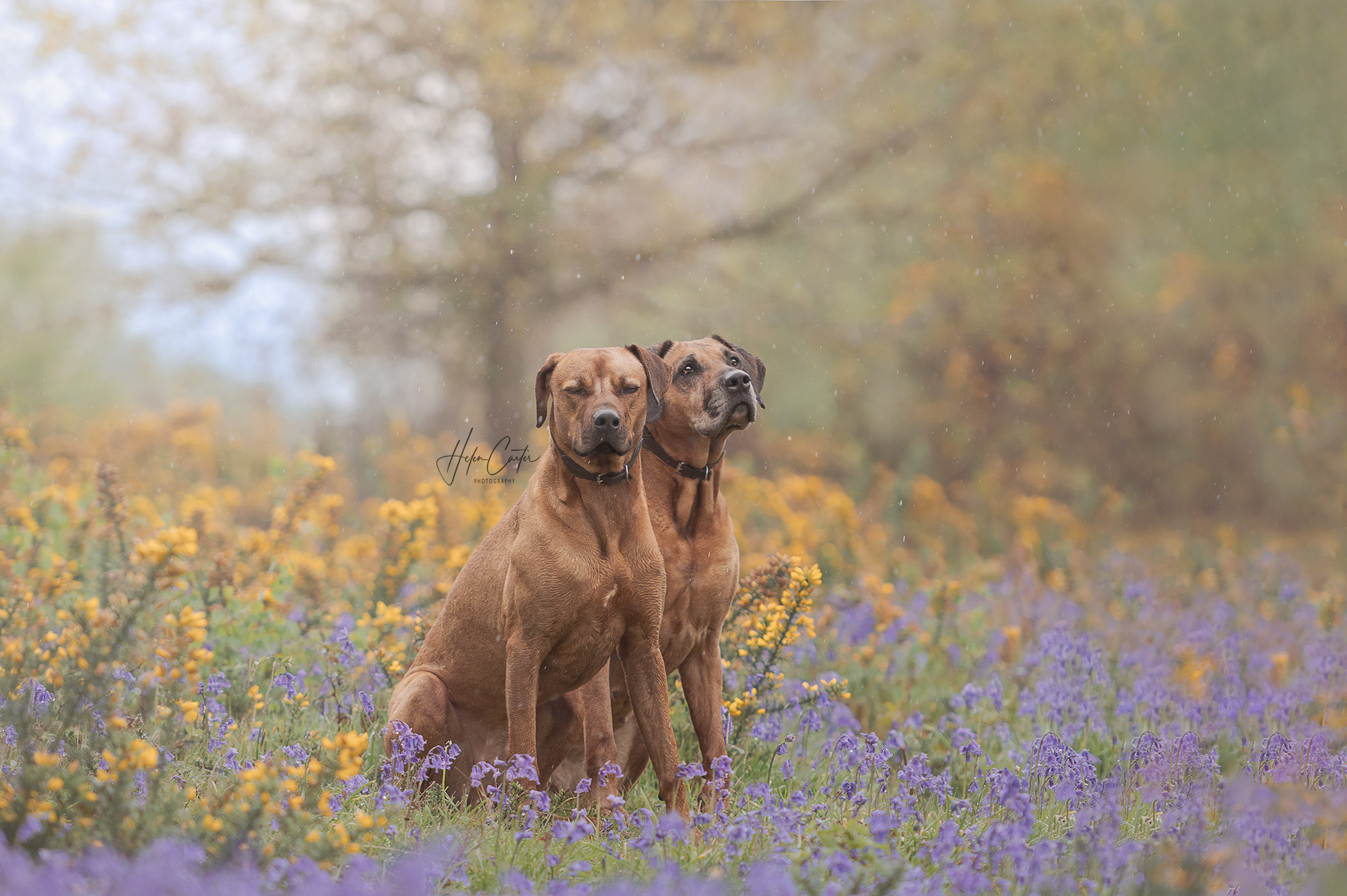 Oxfordshire Pet Photography
