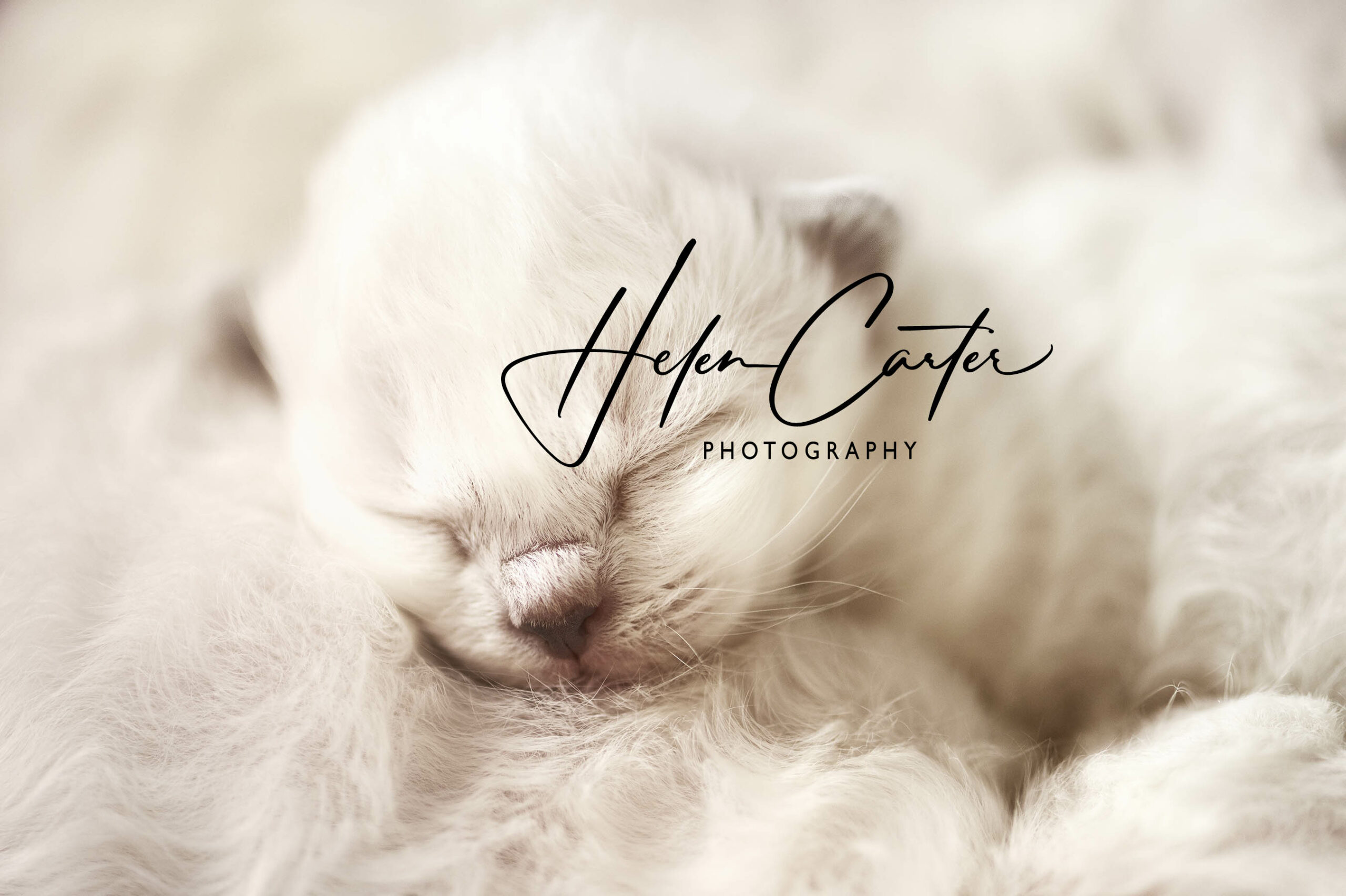 Pet Photography in Oxfordshire
