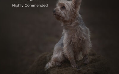 Dog Portrait Photoshoot, Oxfordshire
