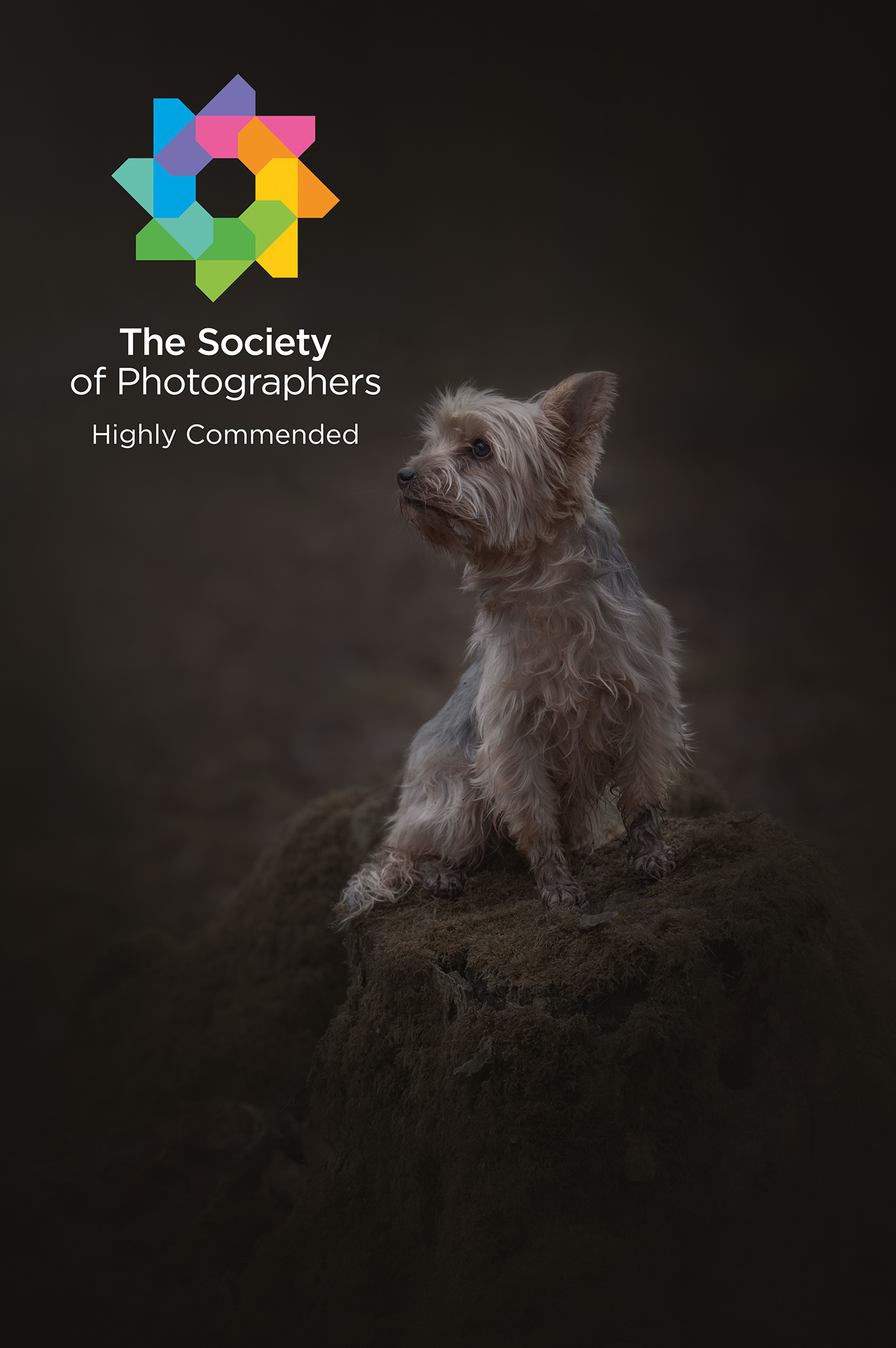 Dog Portrait Photoshoot, Oxfordshire